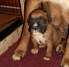 Bobtail Red And White Boxer