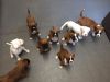 3 Friendly Boxer Puppies Available