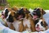 Boxer Puppies ready for new home