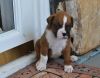 Fancy fawn female Boxer puppies