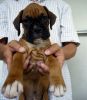 Boys and girls Boxer puppies