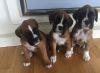 Beautiful Boxer Pups Ready 06th June
