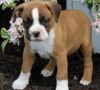 Stunning top quality Fawn/Brindle Boxer puppies for sale
