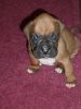 Last 1 Of 6 Beautiful Boxer Boy Red And White