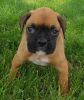 Registered pure breed brindle Boxer for adoption