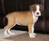 Friendly and lovely Boxer Puppies AKC reg