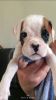Beautiful Boxer Pups Ready for sale