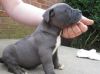 good looking bull boxer pit puppies