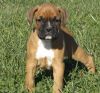 Cute Boxer puppies For Sale