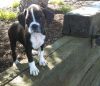 Beautiful Cute Boxer puppies For Sale