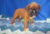 AKC Registered Boxer Puppies In Need Of New Homes