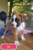 Well Socialized Boxer Puppies For Sale