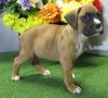 Boxer Puppies For Lovely Homes