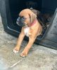 males & females Boxer Puppies