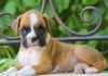 Stunning Boxer Puppies text us on (xxx)-xxx-xxxx