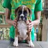 ONLY 4 LEFT!!!AKC, Reg. Boxer Puppies