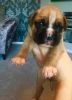 Fantastic Boxer Puppies ready to go