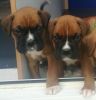 Two Left Of Seven Pedigree Boxer Pups For Sale