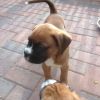 Bobtail And Tailed Boxer Pups
