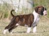 charmimg boxer puppies