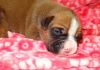 Outstanding AKC bull boxer pit puppies