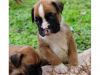 Happy Boxer terrier puppies for sale