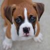 boxer puppy ready for his new home