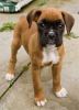 Red And White Boxer Experienced Stud