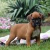 10 weeks Old Boxer Pup