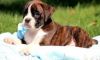 Chunky Male Puppy boxer