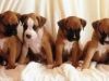 Qaulity Boxer Puppies For Sale