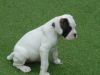 Boxer Puppies Kc Reg One Available