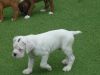 8 Week Old Boxer Puppies