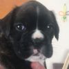 10 Week Old Boxer Puppy