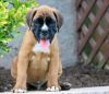Fawn And Brindle Boxer Puppies