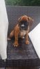 Gorgeous Boxer Puppies For Sale