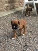 Gorgeous Boxer Puppy For Sale