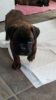 Beautiful Boxer Puppies For Sale- Kc Registared