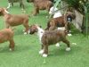 Pedigree Boxer Pups Forsale