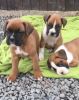 Nice Boxer Puppies for sale