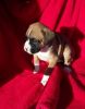 Beautiful boxer puppies for sale