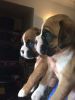 Boxer Puppies Tails And Bobtails.