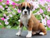 Affectionate Fawn Boxer Puppies available now for sale