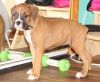 Adorable Boxer Puppies For Sale