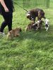 Boxer/Border collie puppies
