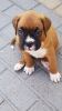 Boxer Puppies Top Quality