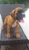 AKC Boxer Puppies For Sale.