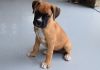 12 weeks old male and female Boxer Puppies