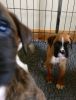 Boxer Puppies From Champion Lines Pet/show