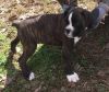 Home raised Boxer puppies For Lovely Homes